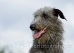 11 Windhund-Trio